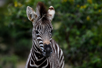 Juvenile plains zebra (Equus quagga, formerly Equus burchellii)