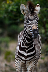 Juvenile plains zebra (Equus quagga, formerly Equus burchellii)