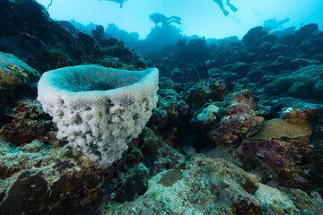 Grande spugna a vaso sulla barriera corallina in mar rosso, con sub sullo sfondo © Massimo