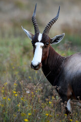 The bontebok (Damaliscus pygargus) eating grass