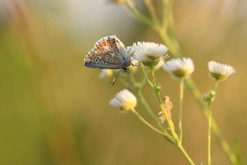 una farfalla licenide al tramonto