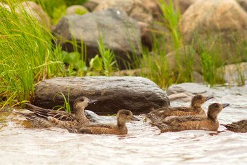 mother duck swims with ducklings along a river with rocky banks