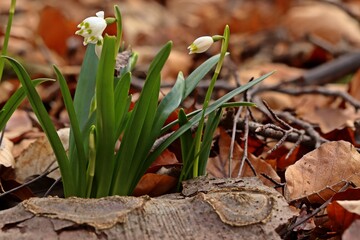 Blühende Märzenbecher (Leucojum vernum) im Wald