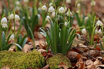 Blühende Märzenbecher (Leucojum vernum) im Wald.