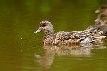 wigeon duck swims on water with reflection