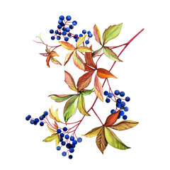 A branch of wild grapes. Hand pained watercolor of berries and autumn leaves. Good for postcards, books, invitations, greeting cards, wallpaper and textiles