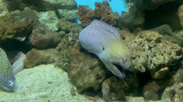Spotted moray eels in the aquarium. video