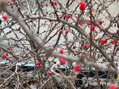 red berries on a branch - Powered by Adobe