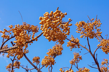 Branches of Chinaberry tree ( Melia azedarach ) with yellow clusters of fruit against blue sky