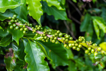 Selective focus of the green coffee beans on coffee tree, in Brazil