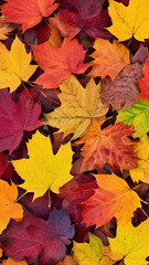 Autumn leaves lying on the floor