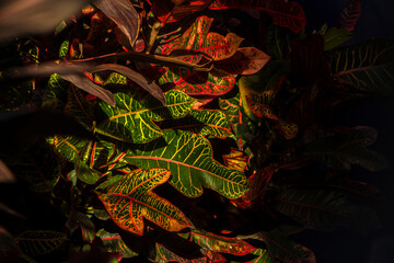Multicolored Garden fire croton leaves on a big shrub, a decorative plant in Brazil