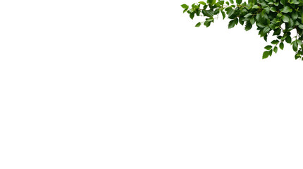 Photo of green leafy corner border isolated on transparent background.png
