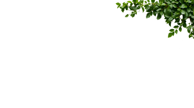 Photo of green leafy corner border isolated on transparent background.png
