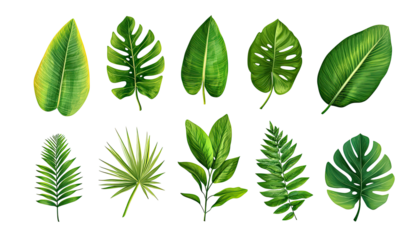 A collection of vibrant green leaves showcasing various shapes and textures, ideal for nature-themed designs, green tropical plants
