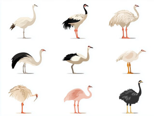Obraz premium Icônes d'autruches en flat design sur fond blanc