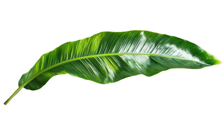 A vibrant green banana leaf isolated on a transparent background, showcasing its rich texture and natural beauty, green tropical plants