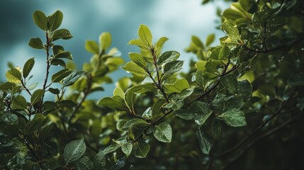 Obraz premium Raindrops cling to leaves on a branch outside with blurred sky in the background