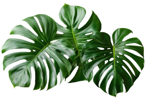 Lush green monstera leaves arranged artistically, showcasing vibrant foliage against a clean backdrop, green tropical plants