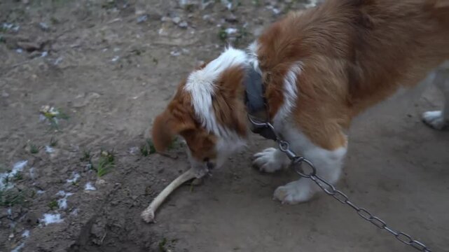 A red mongrel dog sits on a chain and gnaws on a bone.