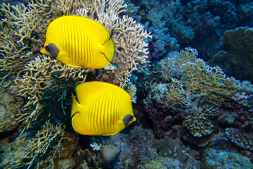 tropical fish in aquarium