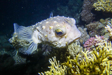 underwater life of a coral reef © Herman