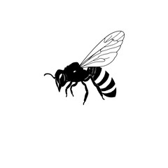 A detailed vector illustration of a single bee silhouette  features and graceful, elegant form. 