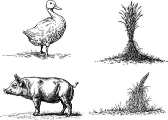 arm scene with duck, hay, and pig, vintage engraving illustration