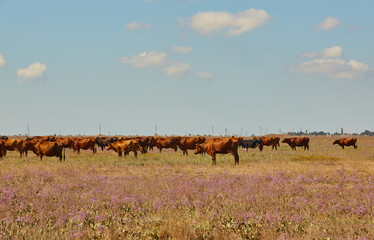 Red Angus Cattle Herd in Pasture