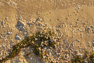 Seashells and Seaweed on Sandy Beach
