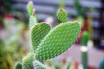 Green cactus in a greenhouse.