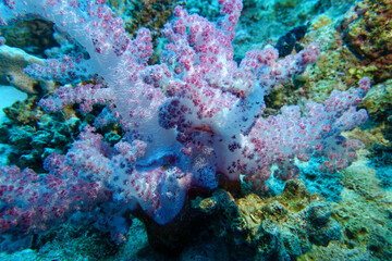 coral reef in the sea