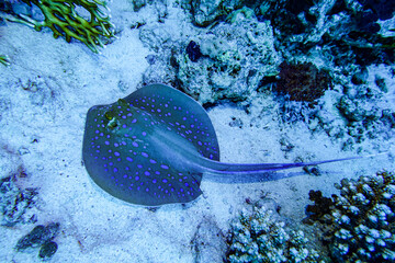 underwater life of a coral reef