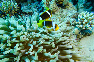coral reef with fish