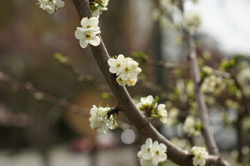 white flowers of a cherry