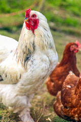 a white hen and a brown hen in close-up