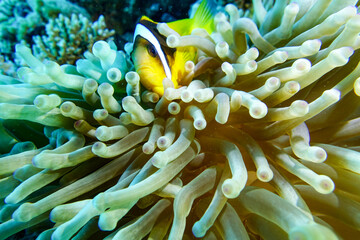 coral reef with fish