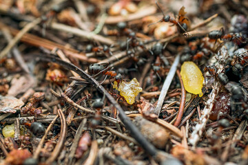 ants in an anthill carrying food close up