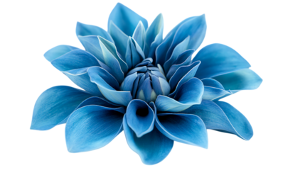 Vibrant blue flower on black background