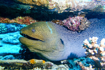 coral reef with fish