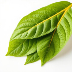 Fototapeta premium green leaves on a white background