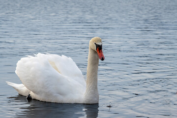 Fototapeta premium White swan in a pond, Lipno, Czechia