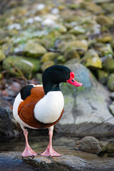 Common shelduck in white, brown und black colours and red beak