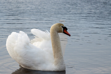 Obraz premium White swan in a pond, Lipno, Czechia