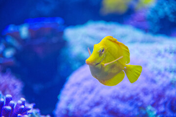 Yellow tang small fish in blue colour water