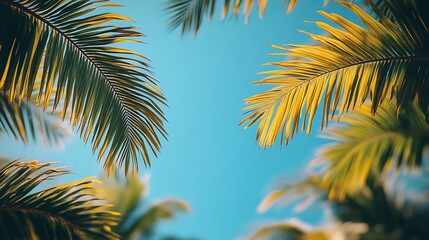 Palm leaves against a vibrant blue sky. Tropical foliage. Background Nature. Use Background image for website, social media posts, or posters