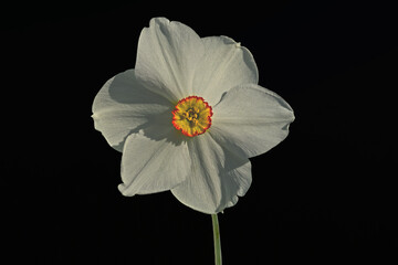 White narcissus, spring flower, isolated on black background