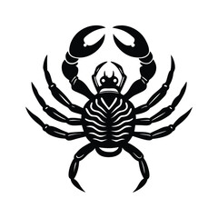 spider on a white background