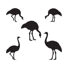 Obraz premium the ostrich vector silhouette 