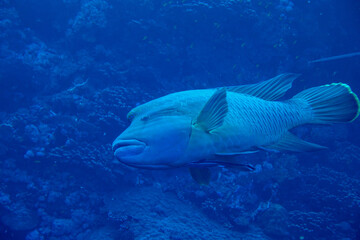 blue fish in Red Sea